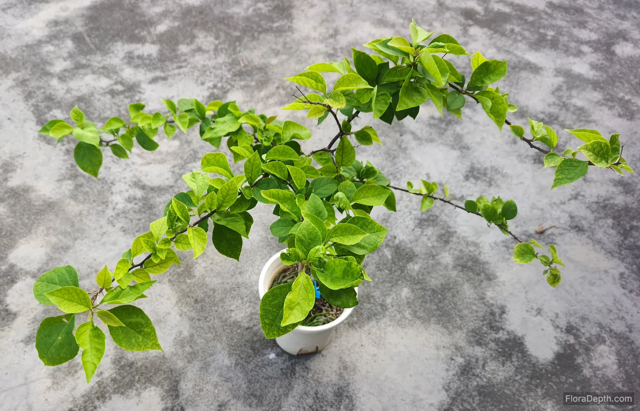 Bougainvillea 'Bois de Rose' Growing Journal