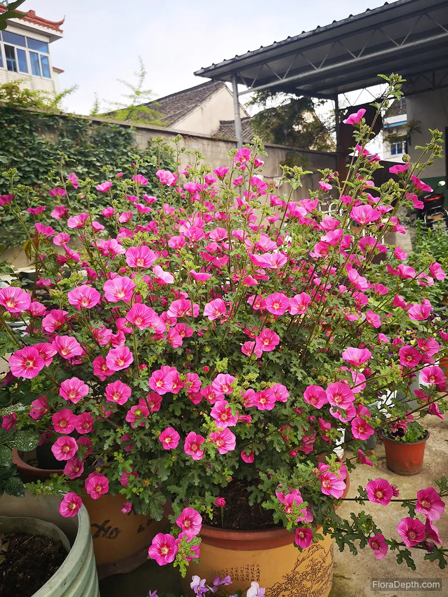 Cape Mallow