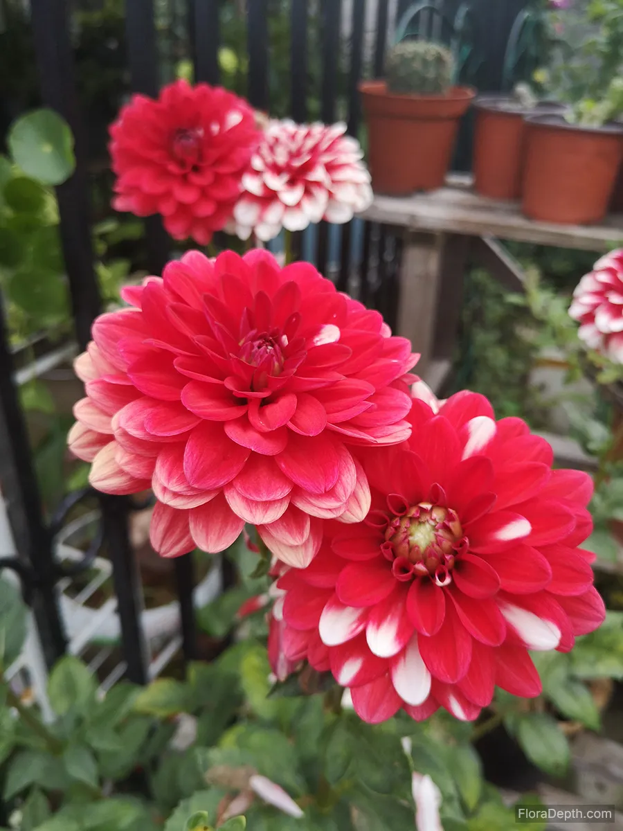 Dahlia