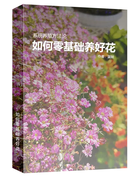 How to Grow Flowers Successfully as a Complete Beginner