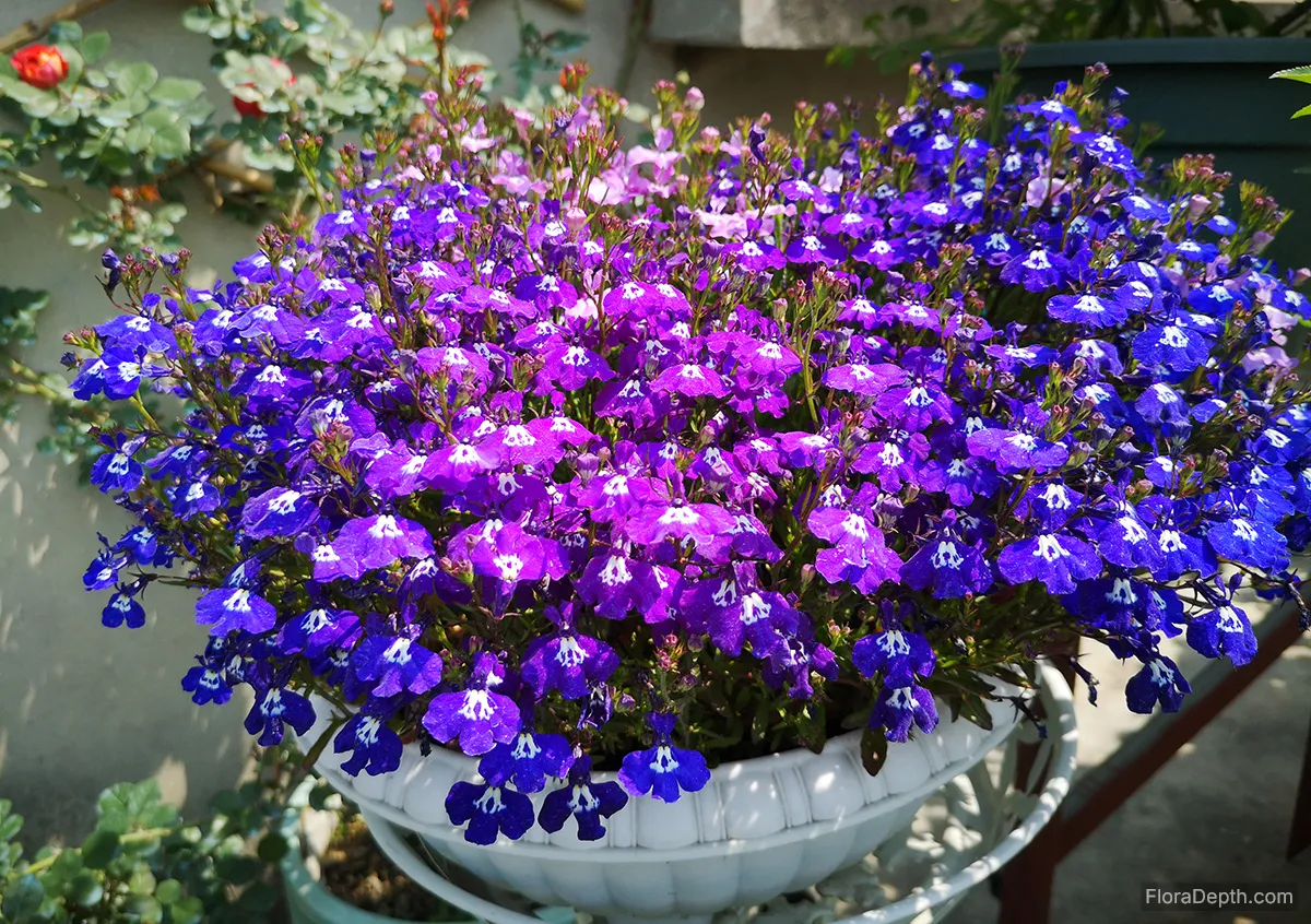 Lobelia