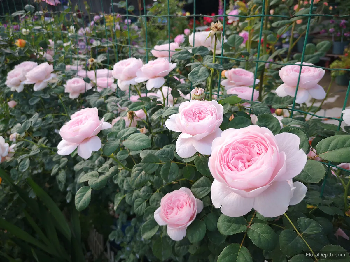 Rosa Queen of Sweden