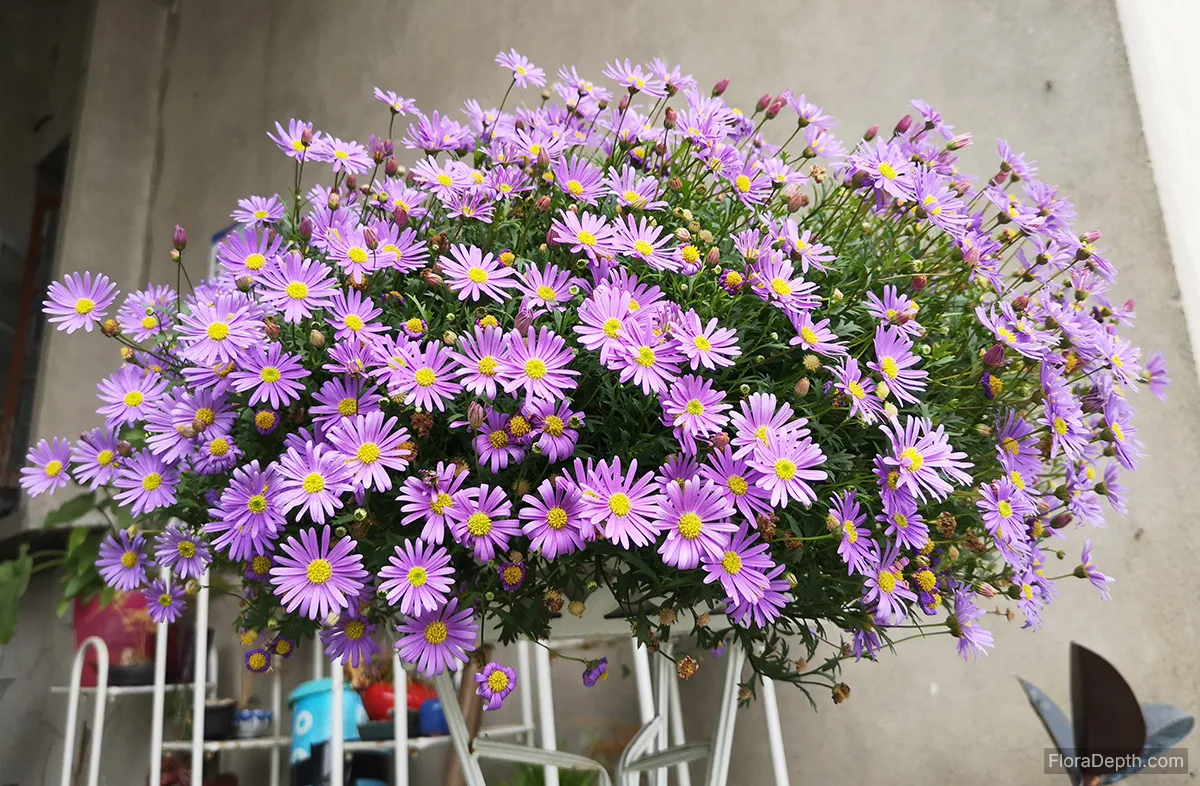 Swan River Daisy