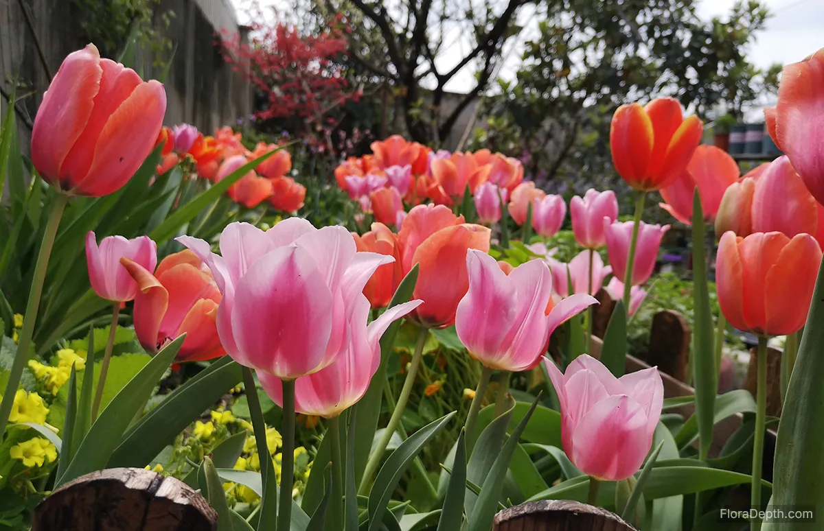 Tulipa