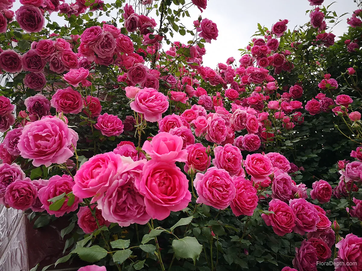 Rose Parade