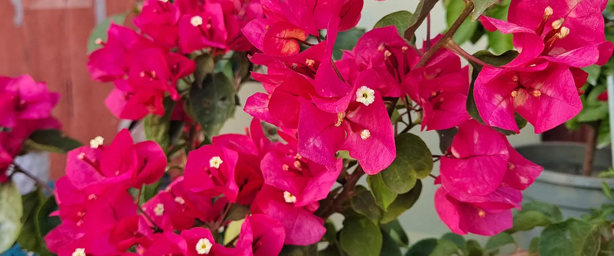 Practical Flower Care Guides for Home Gardeners