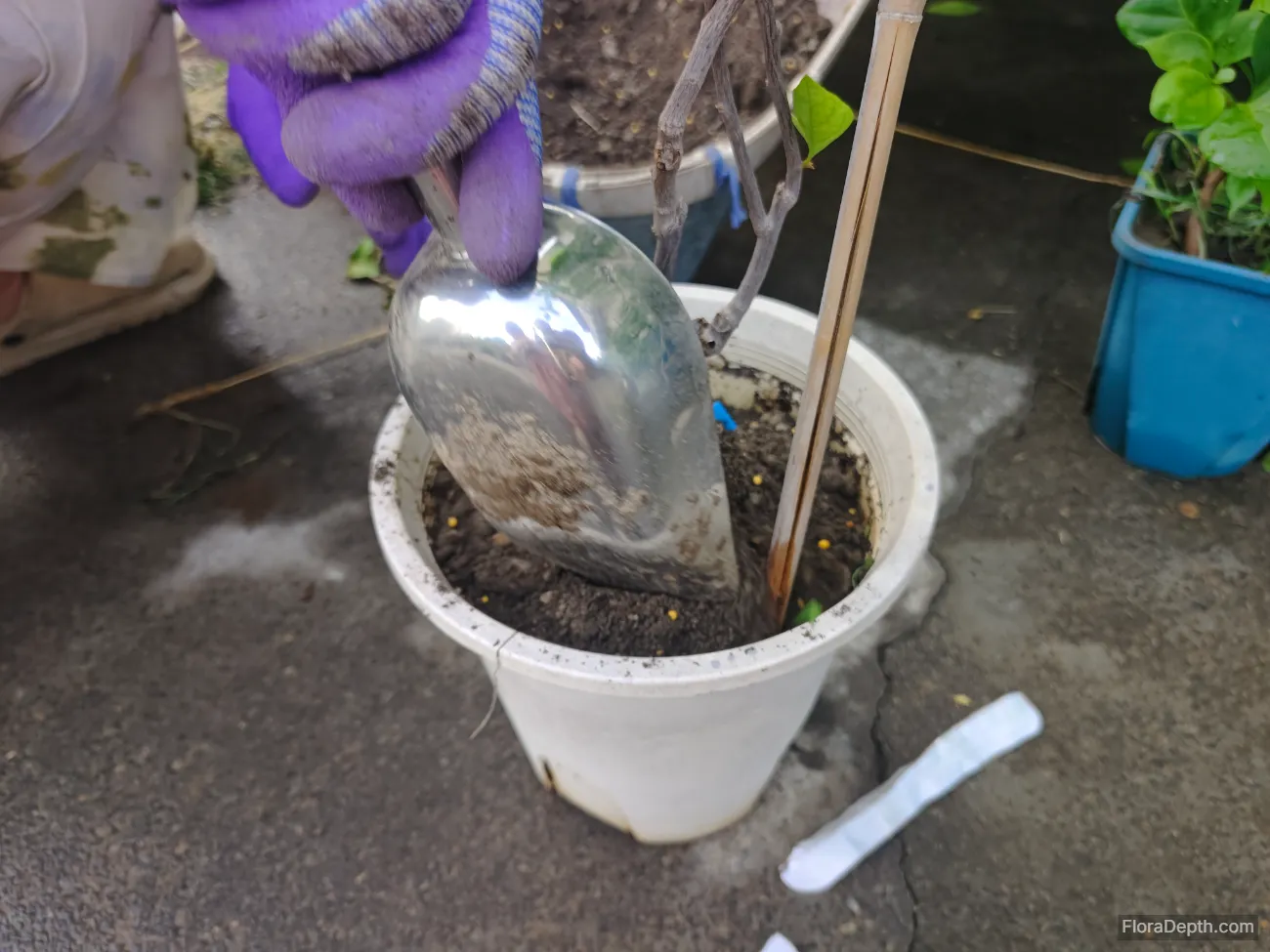 Add horticultural soil to Bougainvillea 'Bois de Rose'