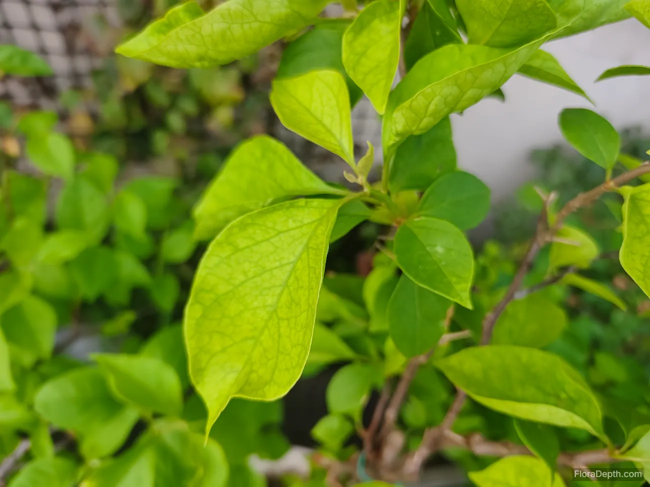 The leaves on my Bougainvillea 'Bois de Rose' are turning yellow badly.