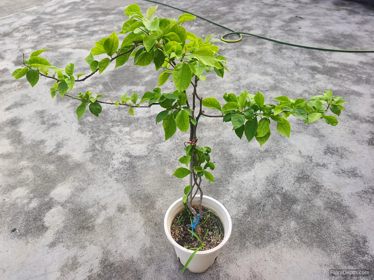 The entire Bougainvillea 'Bois de Rose' plant