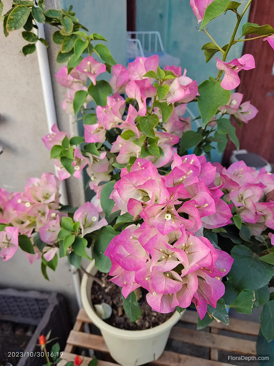 Sakura Bougainvillea
