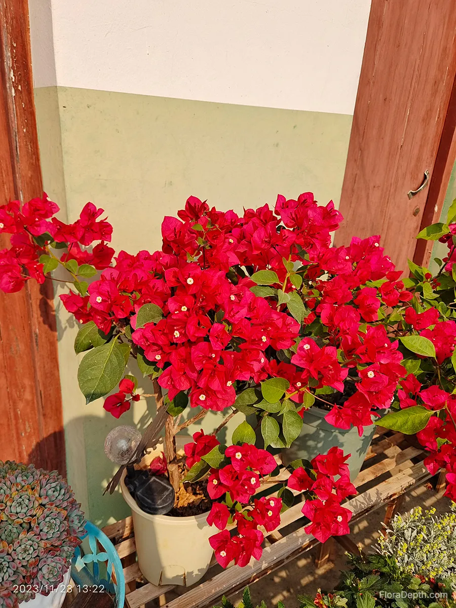 San Diego Red Bougainvillea