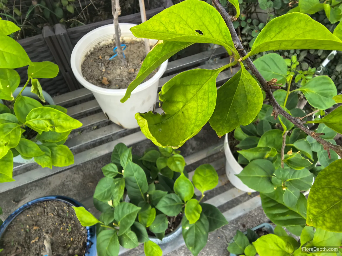 The leaves of the Bougainvillea bois de rose spectabilis have curled and withered