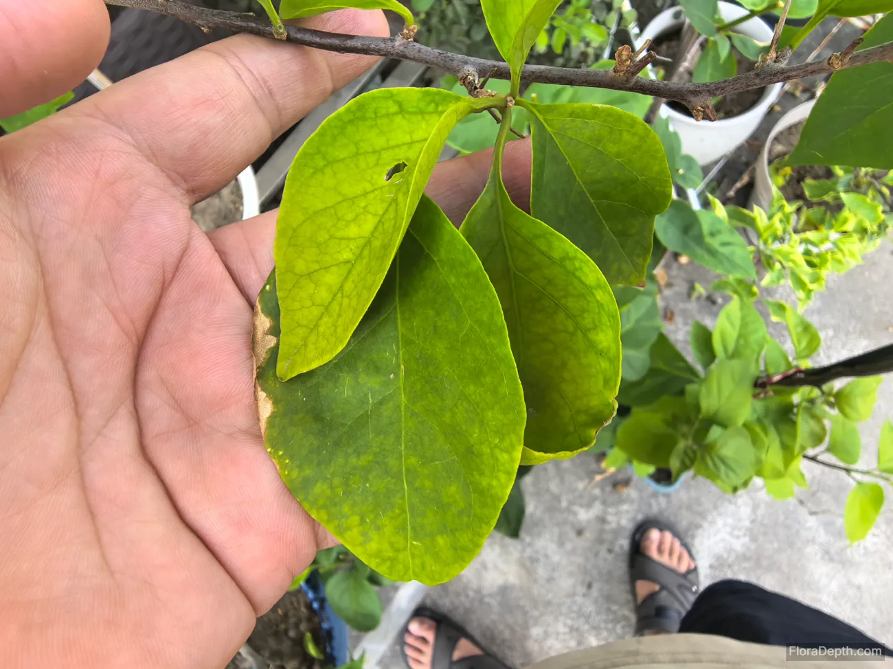 Bougainvillea leaves are burnt