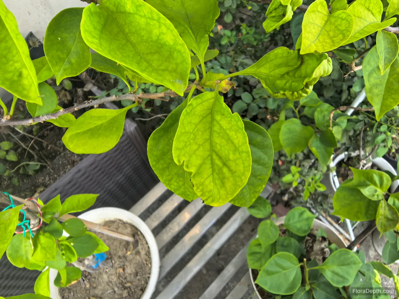 A small number of yellow leaves appear on the Bougainvillea bois de rose spectabilis