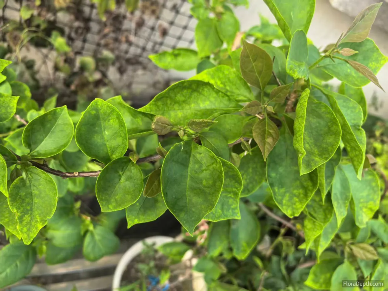 Comparison-of-new-and-old-leaves-on-the-bougainvillea
