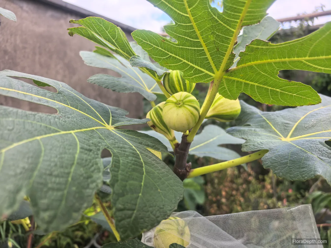 There are 4 figs growing on the fig tree.