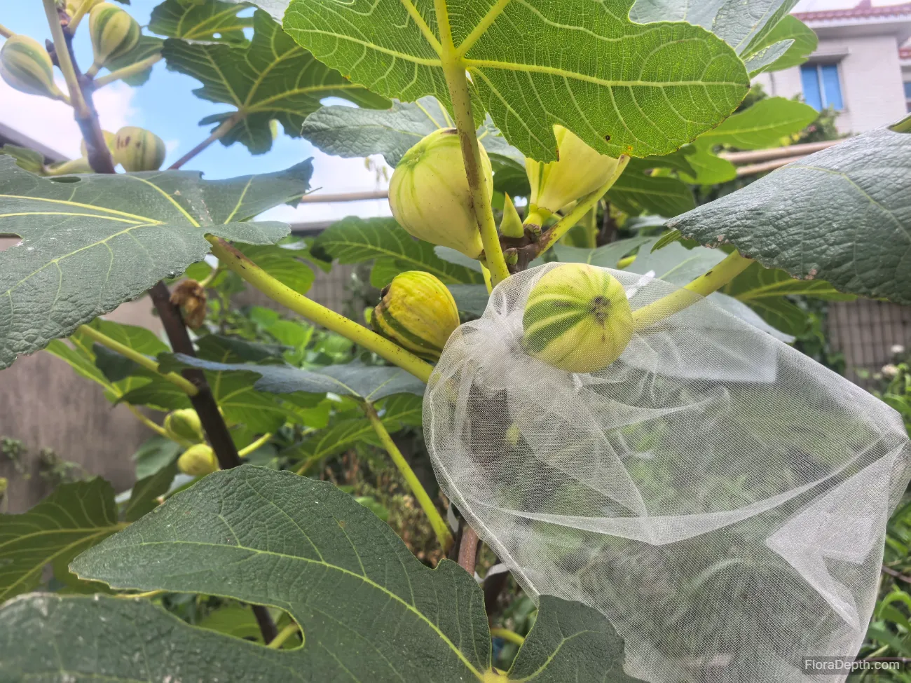 Green figs hang on the tree, some wrapped in white mesh bags.