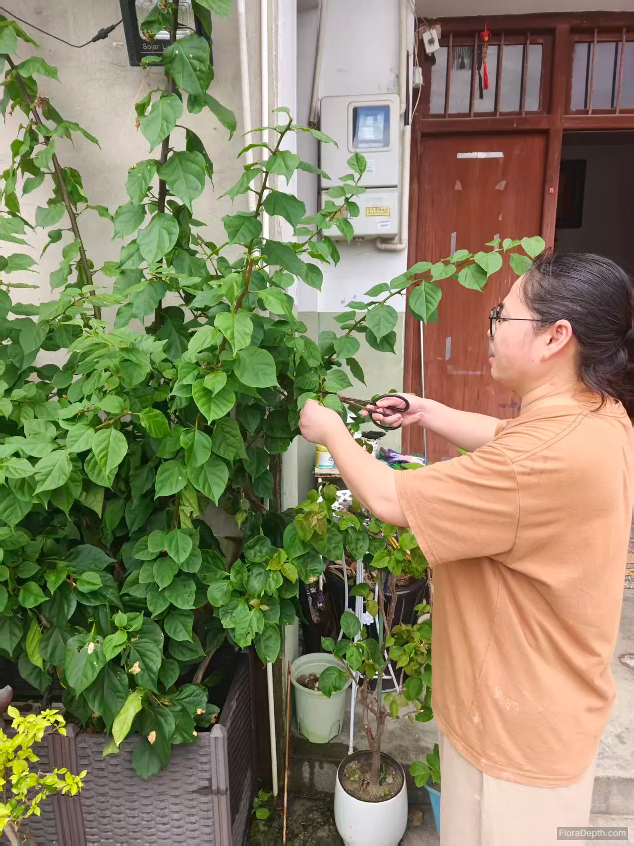 pruning bougainvillea