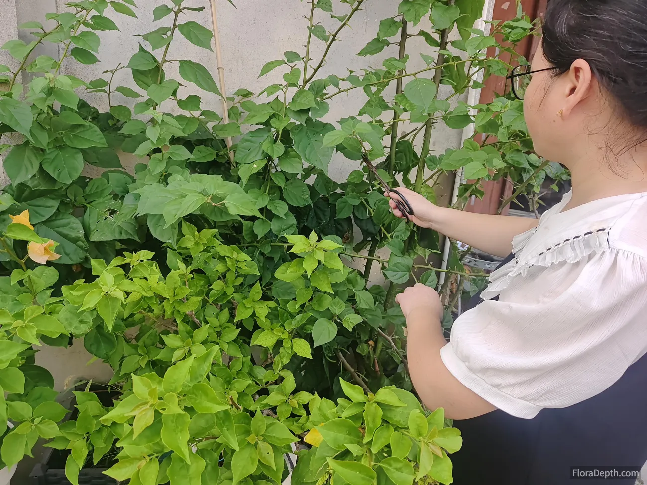 Lanyao Pruning Bougainvillea