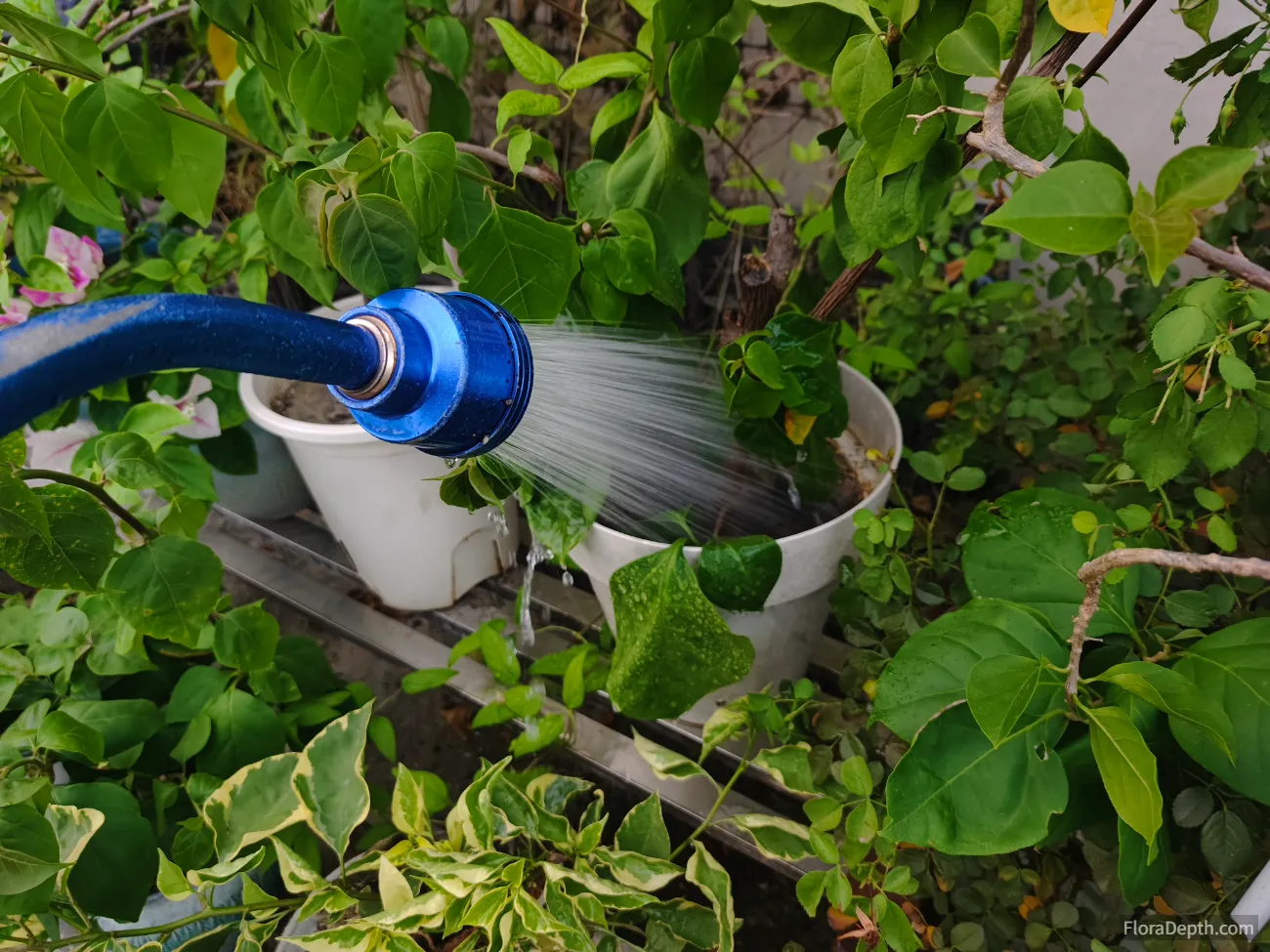 how often to water bougainvillea