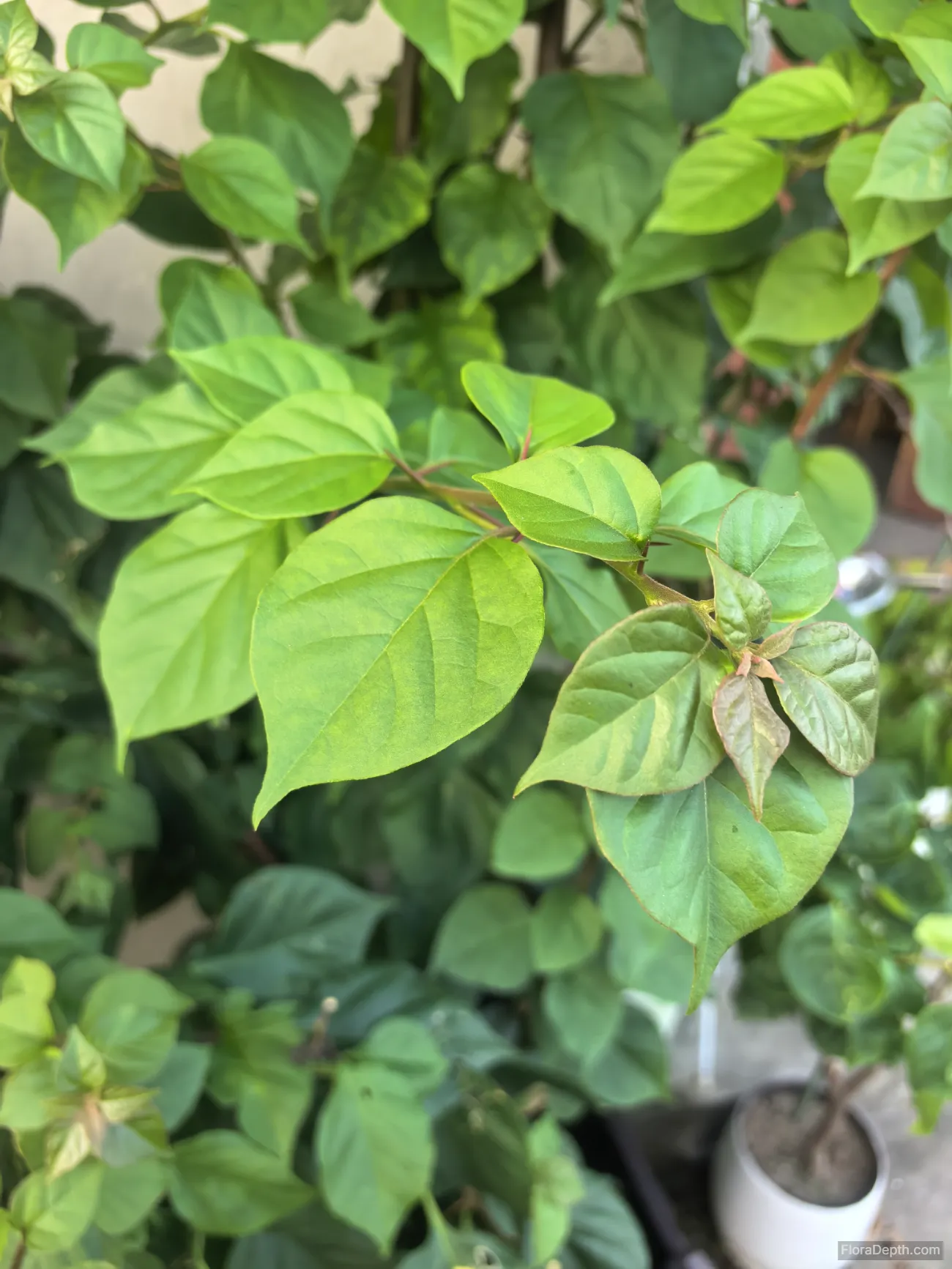 Vibrant green bougainvillea new leaves unfurling with vitality