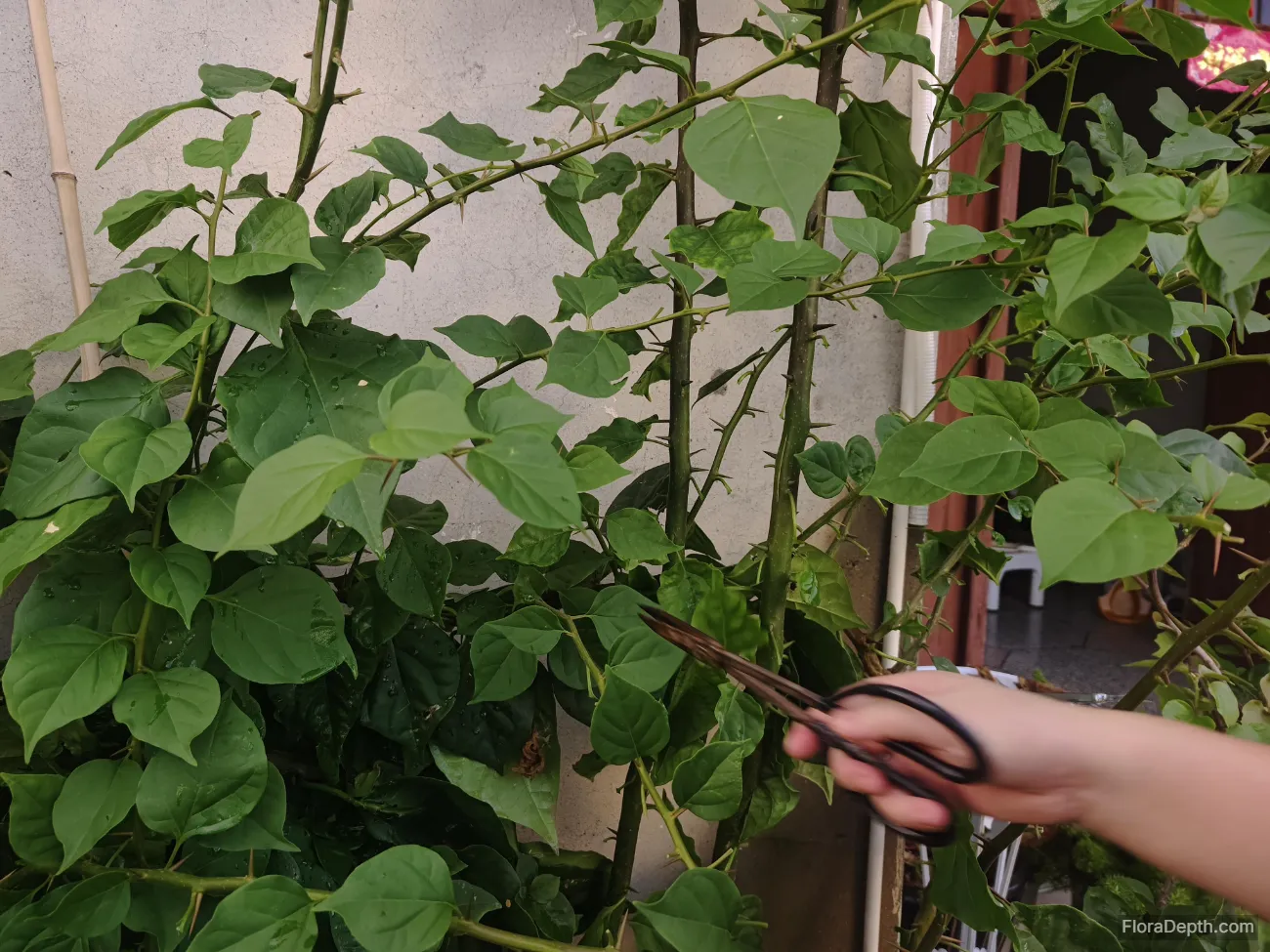 Pruning Bougainvillea Branches