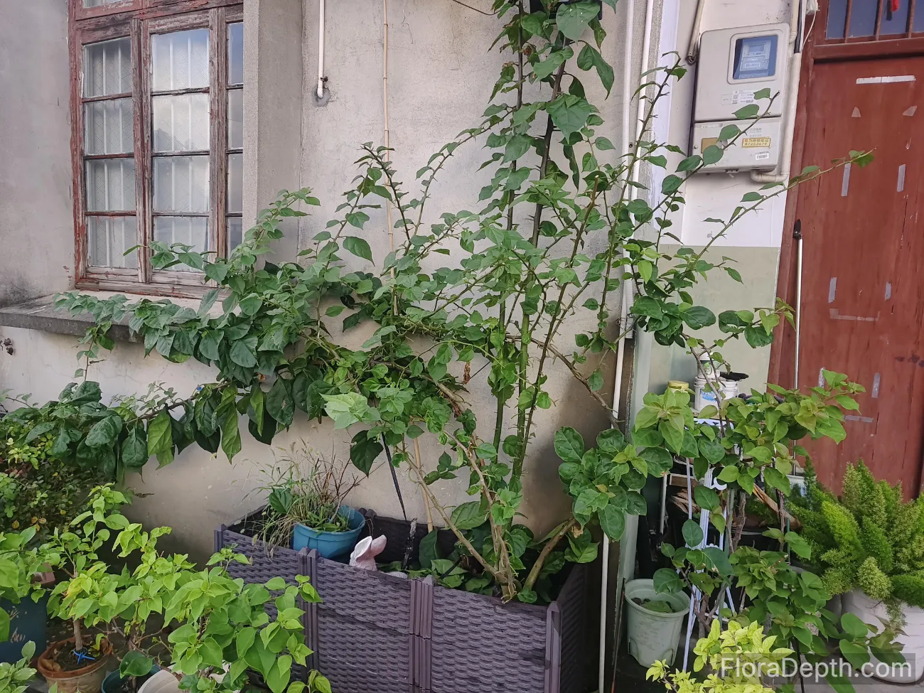 Triangle Plum Greenery in the Courtyard
