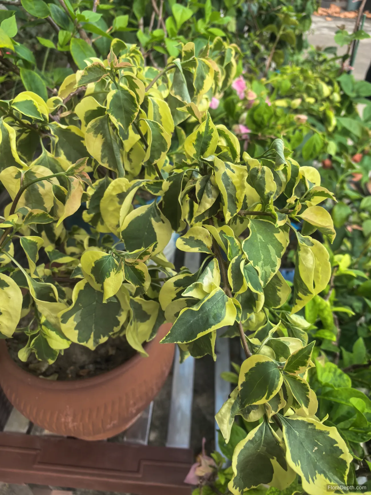 Potted variegated bougainvillea with vibrant yellow-green leaves