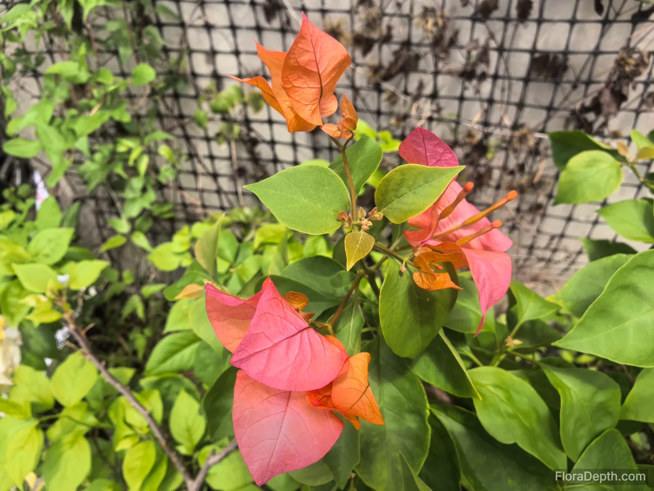 'Bois de Rose' Bougainvillea petals and tender shoots (or buds)'Bois de Rose' Bougainvillea petals and tender shoots (or buds)