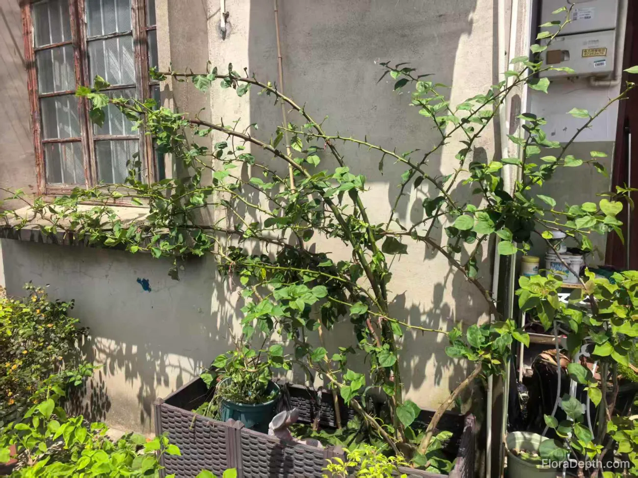 A large bougainvillea that has just been pruned and shaped.