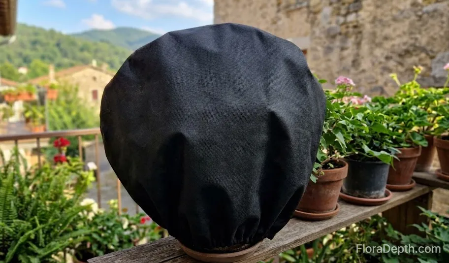 Potted bougainvillea in a black non-woven grow bag