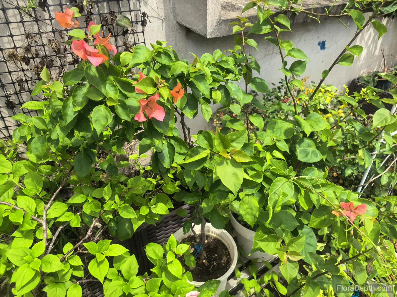 'Bois de Rose' Bougainvillea in pot with pink-orange blooms and lush green leaves.