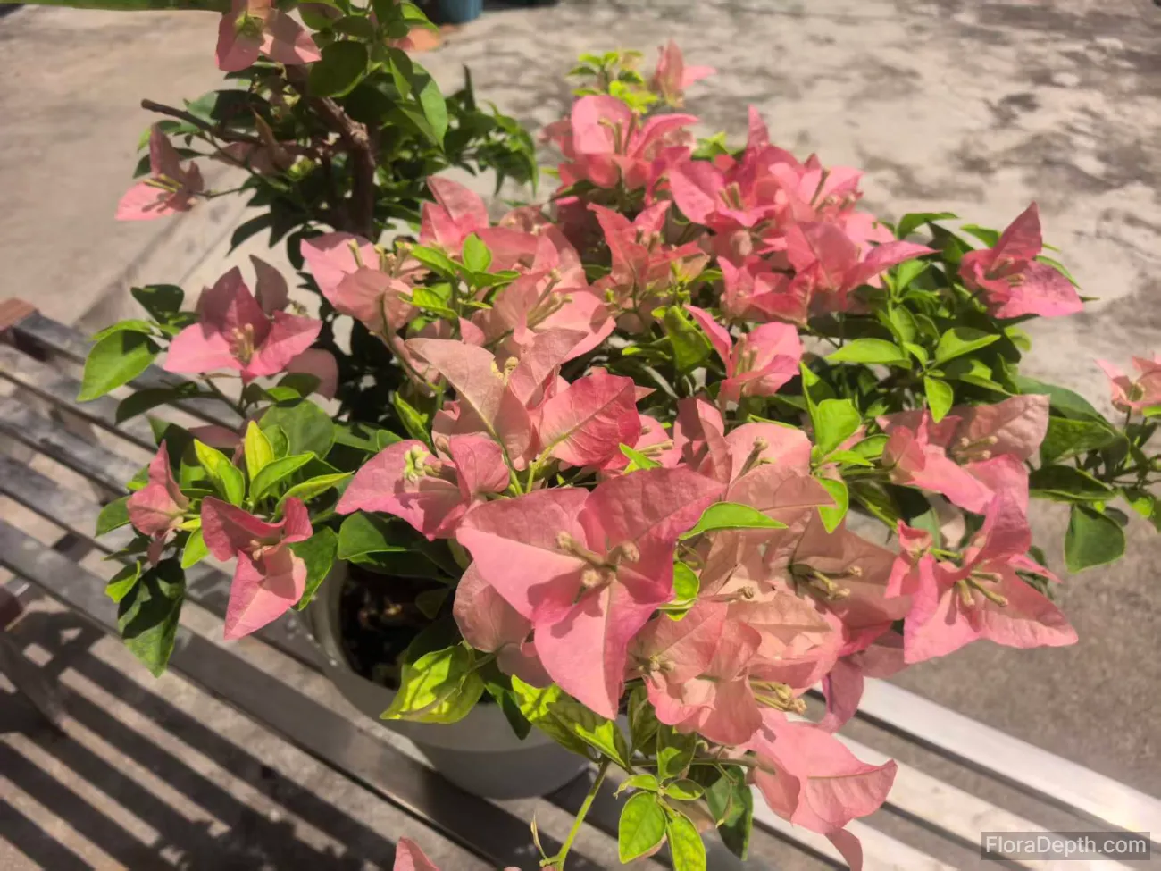 A potted pink bougainvillea bursting with blooms