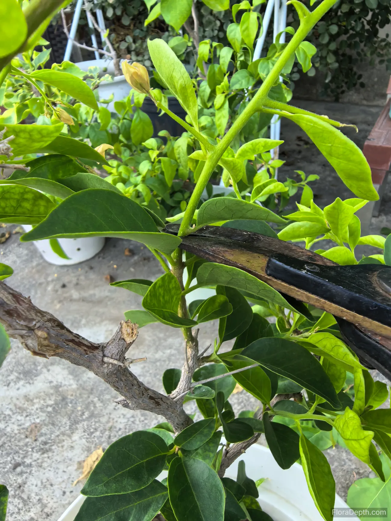 Pruning bougainvillea with green leaves and buds
