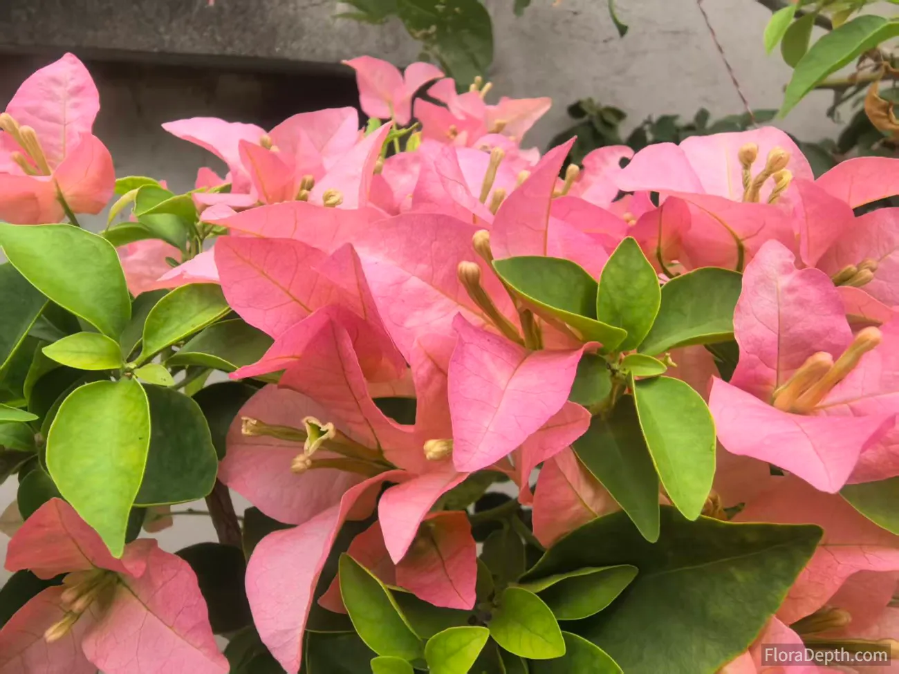 How to Make Bougainvillea Bloom: The Ultimate Guide
