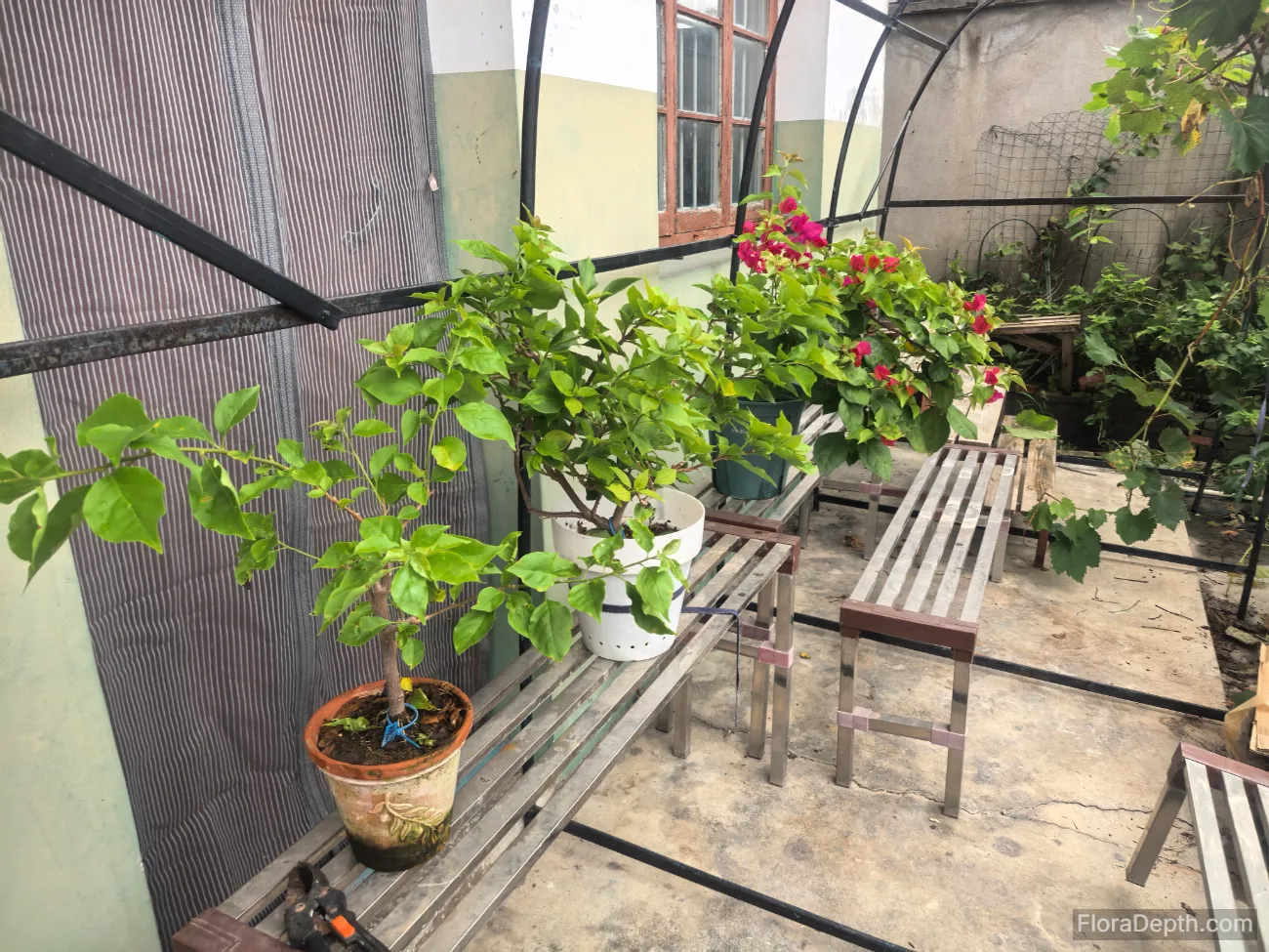 Bougainvillea in courtyard pots, red flowers and green leaves complement each other