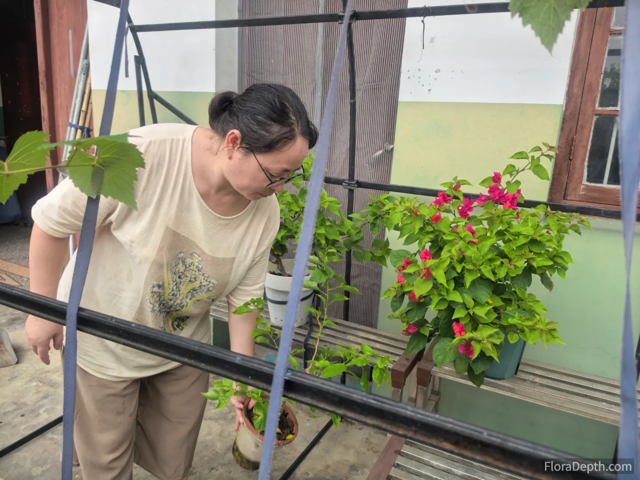 Lan Yao is tidying up the potted bougainvillea.