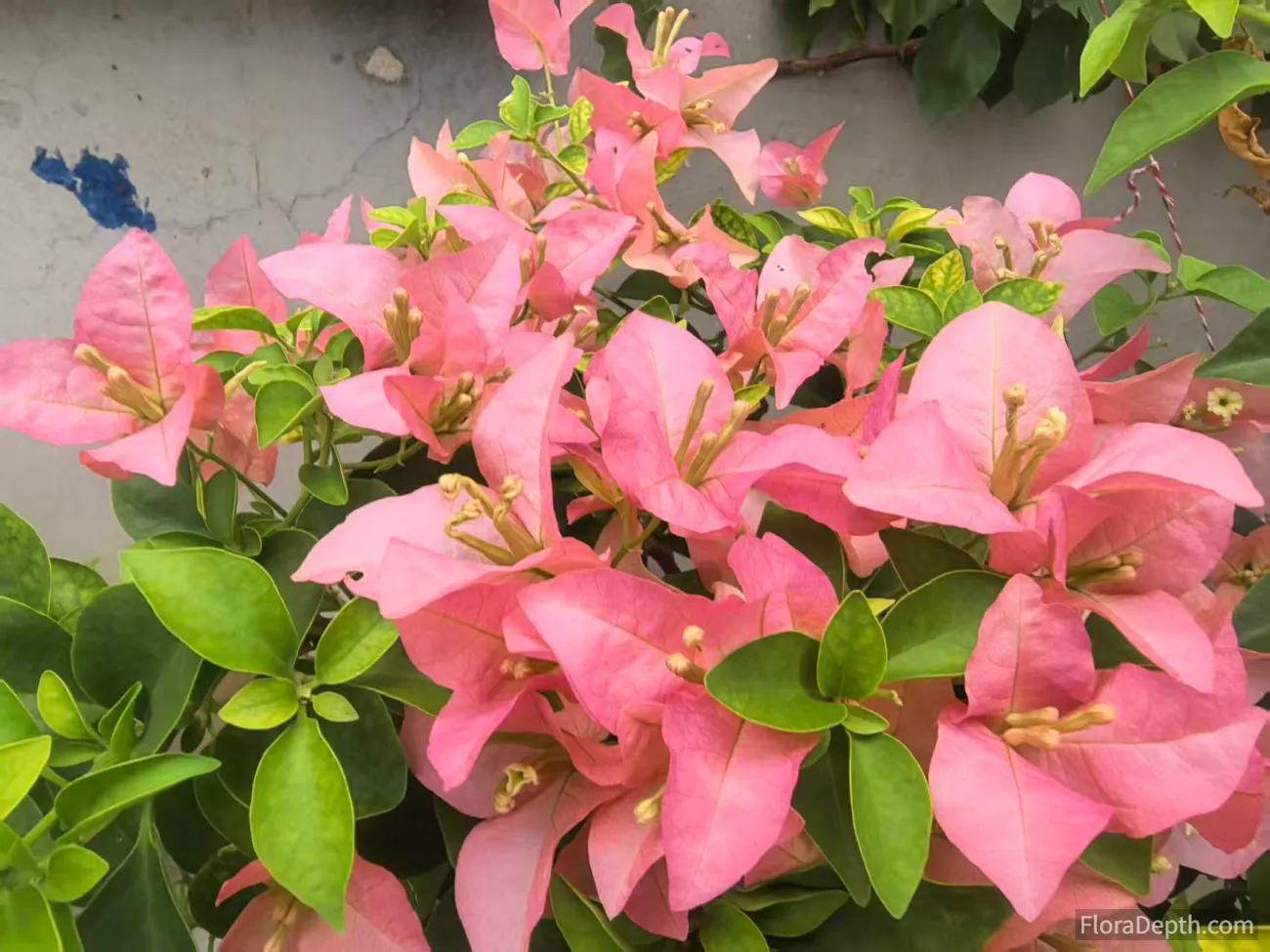 The blooming pink bougainvillea