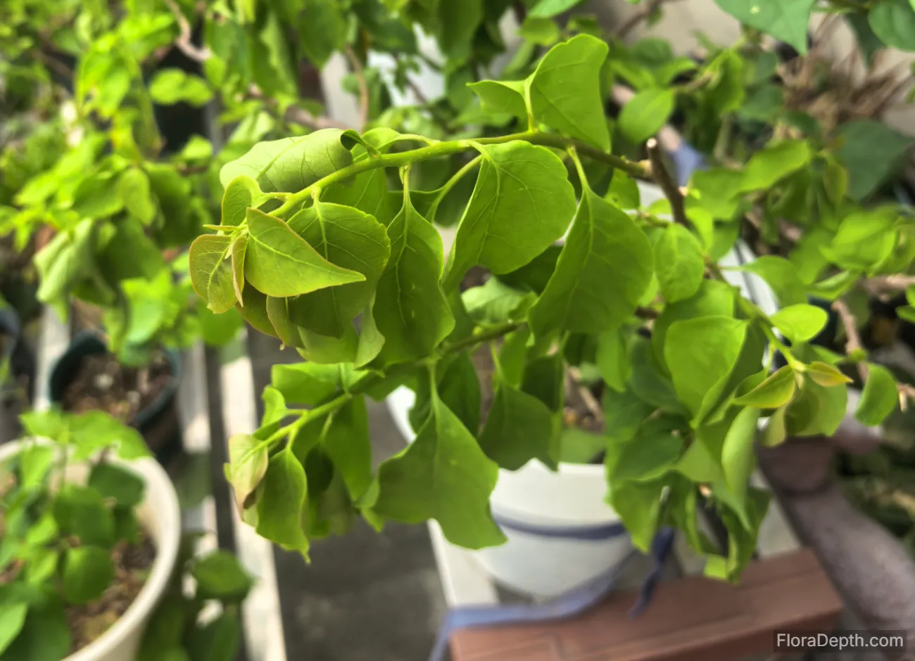 Why is My Bougainvillea Not Blooming? 6 Reasons & Quick Fixes