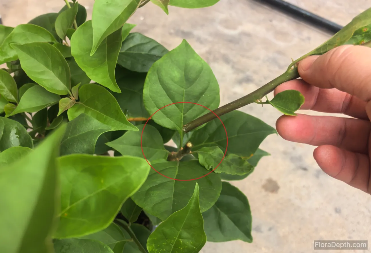 Close-up of pruning bougainvillea branches to stimulate new growth