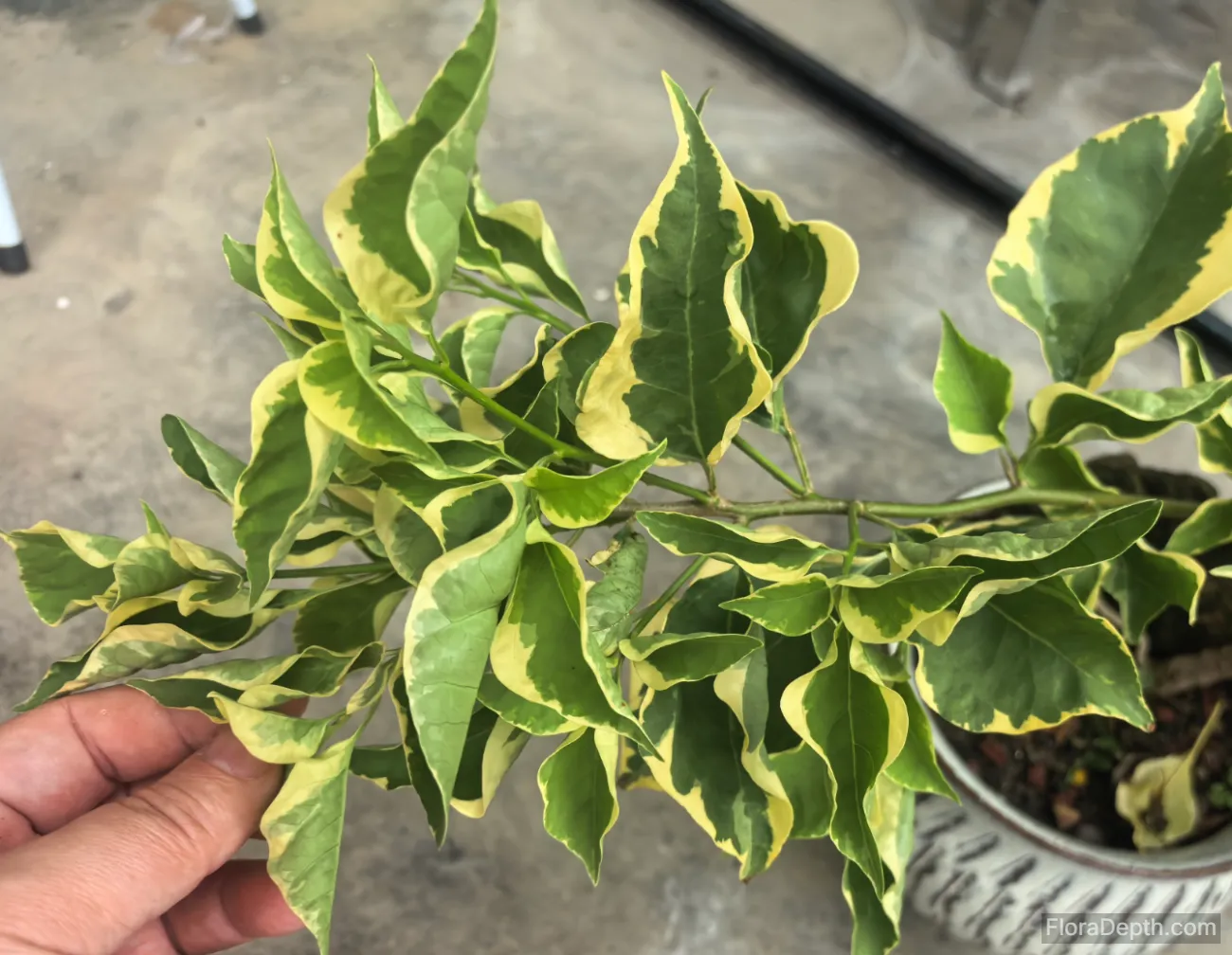 Close-up of a potted variegated bougainvillea with green and yellow leaves