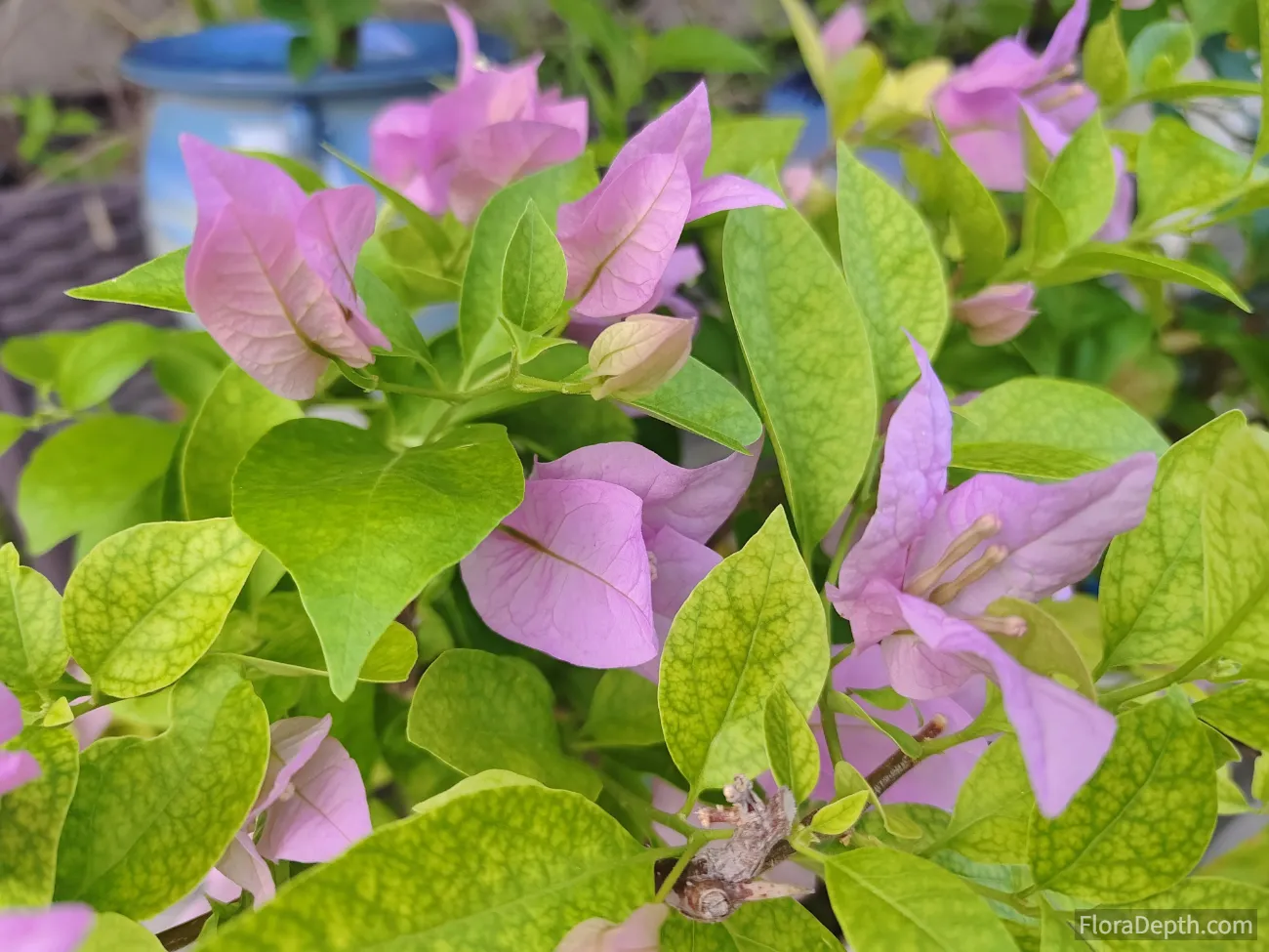 Vibrant pink bougainvillea flowers blooming amidst lush green leaves.
