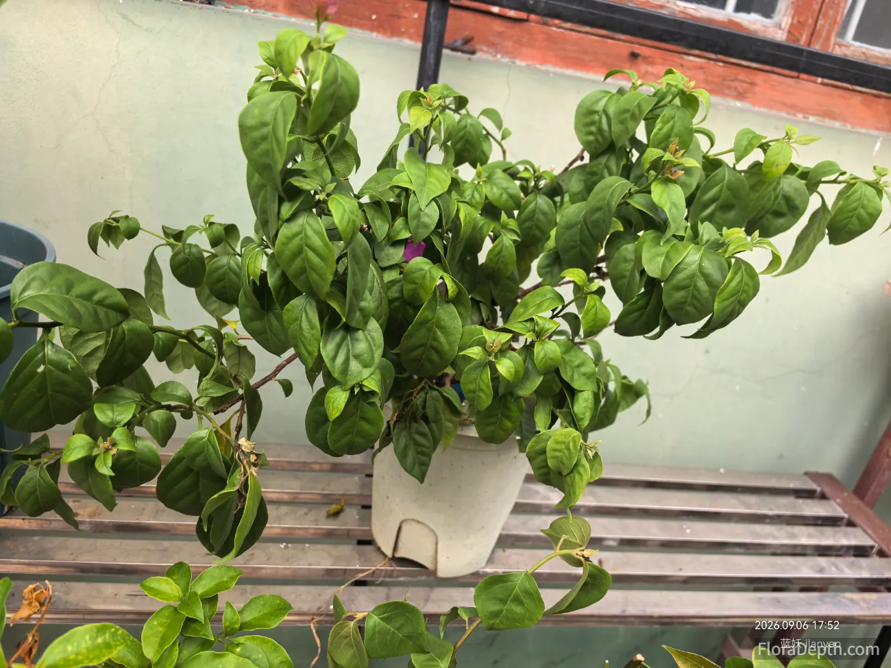 All the leaves of the potted bougainvillea are slightly drooping