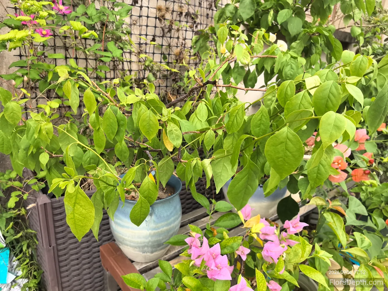 Potted bougainvillea with pale, drooping leaves in a blue ceramic pot.