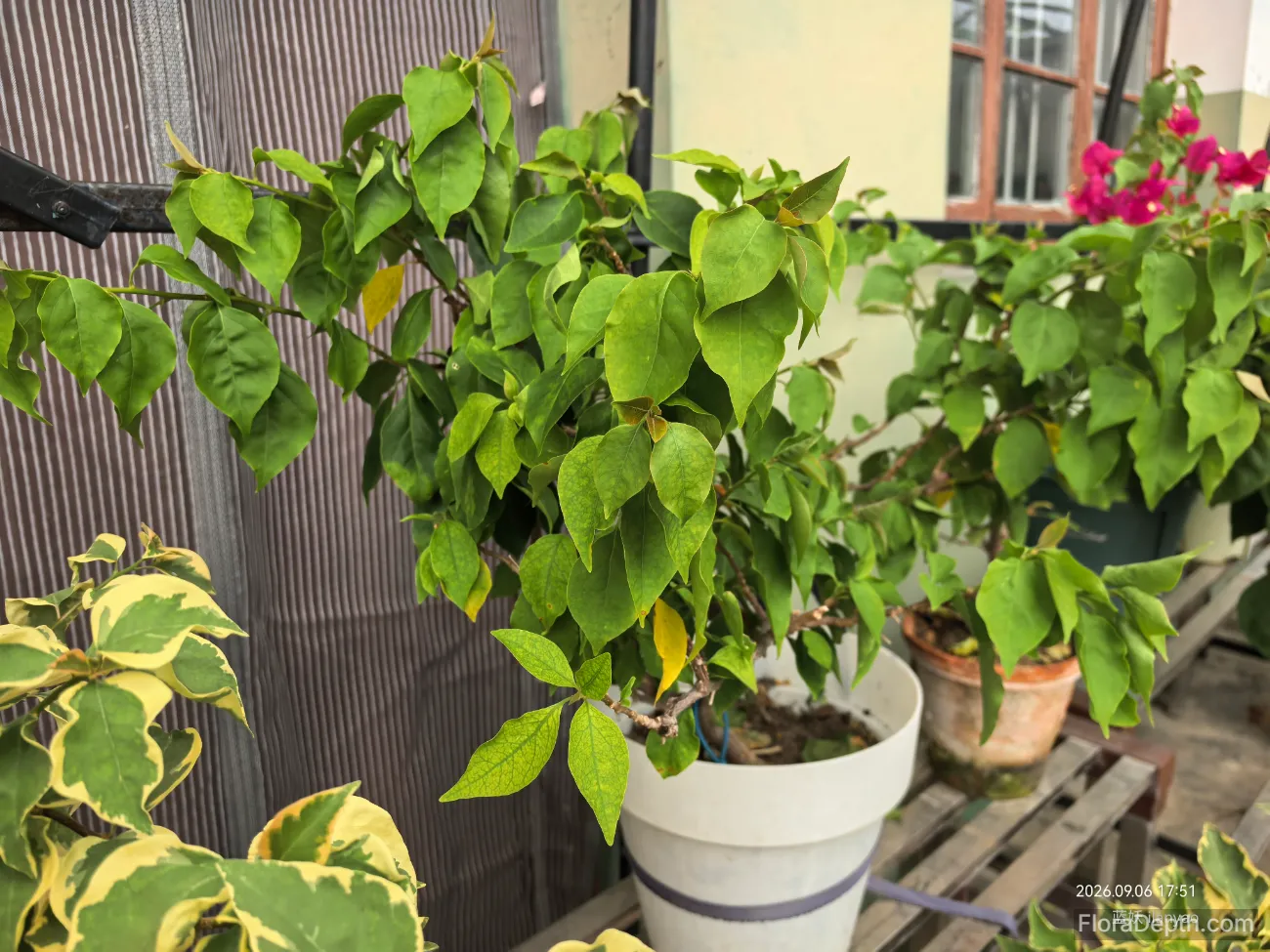 The entire potted bougainvillea is slightly wilting