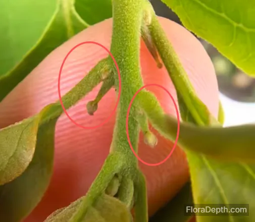 Close-up of flower buds on bougainvillea branches