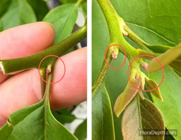 Close-up of bougainvillea flower buds in leaf axils