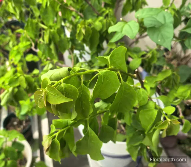 Close-up of fresh green new leaves on bougainvillea