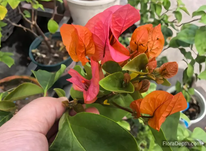 Orange and red blooming bougainvillea bonsai