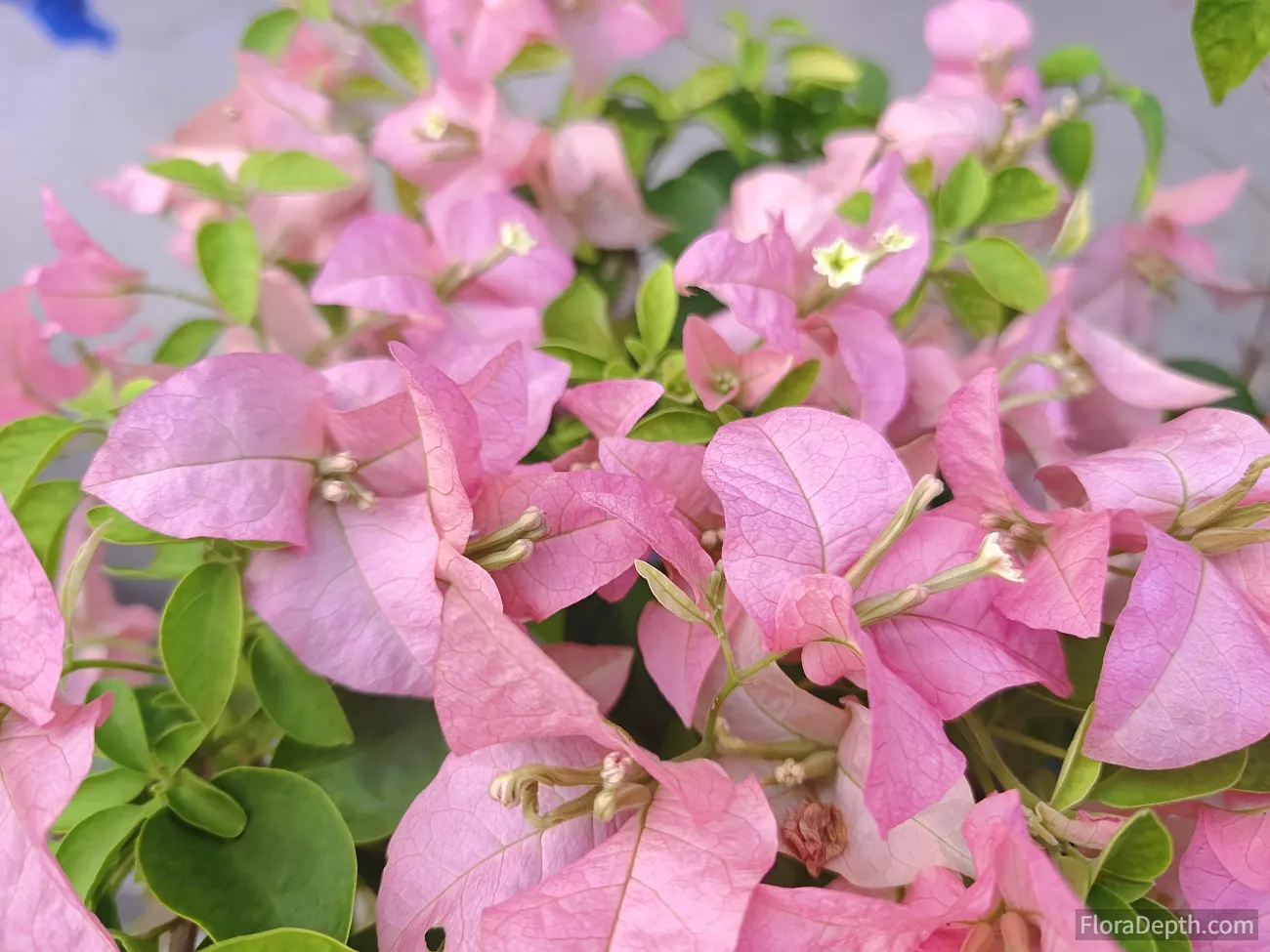 Blooming pink bougainvillea with vibrant green leaves